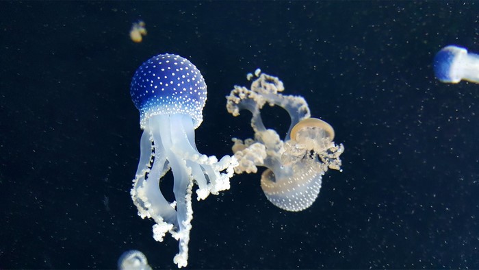 Blue and white spotted jellyfish in dark water