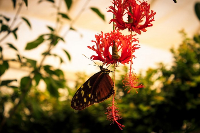 Butterfly on red hibiscus flower