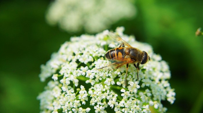 Hoverfly on white flower with green background