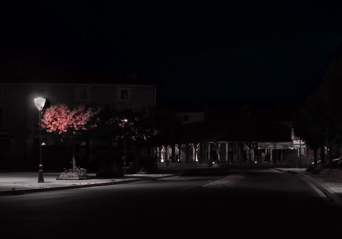 Street light illuminates a tree at night