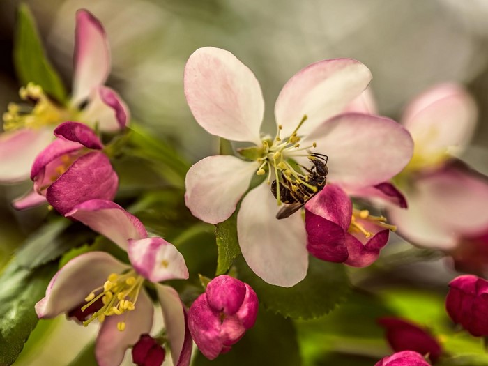 Close-up of a bee on pink and white apple blossoms