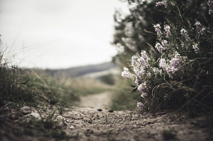 Path with wildflowers and grasses