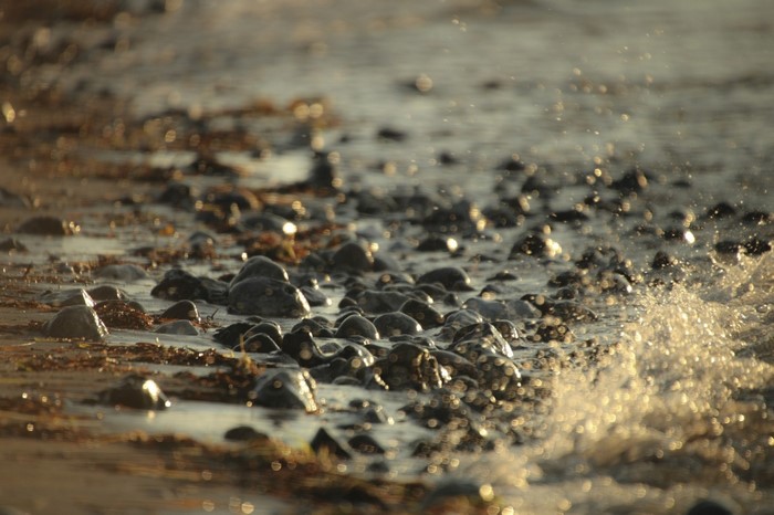 Close up of wet rocks and seaweed on a beach with sunlight reflection