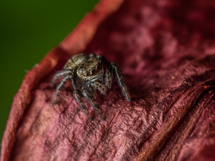 Macro photo of a jumping spider on a red leaf