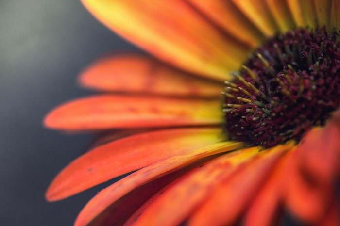 Close-up macro photography of an orange and yellow flower petal