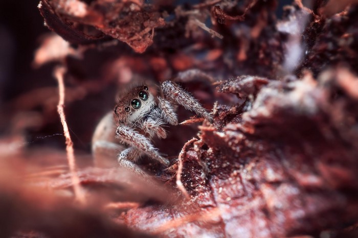 Jumping spider on wood with shallow depth of field