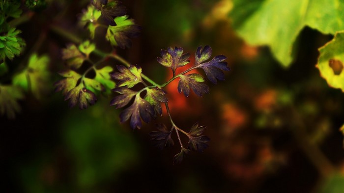 Close-up of purple and green leaves with shallow depth of field