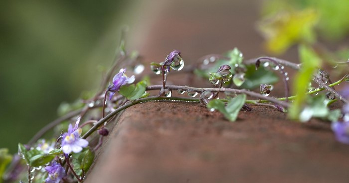 Purple wildflowers with water drops on a branch