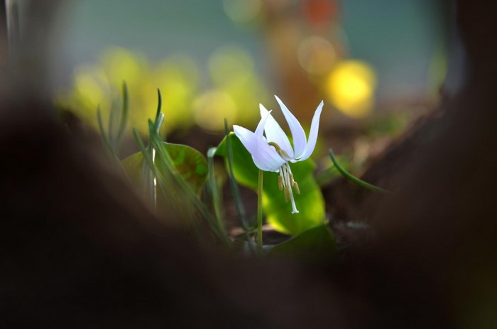 White flower with bokeh background