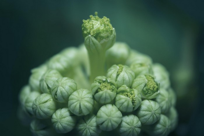 Close-up of a green flower bud cluster