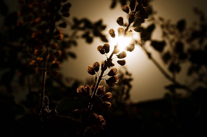 Sunlight shining through backlit flower buds on a branch