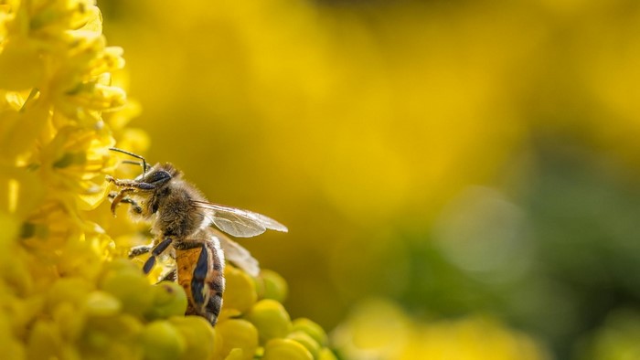 Honey bee on yellow flowers with bokeh