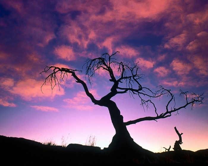 Silhouette of a dead tree against a colorful sunset sky