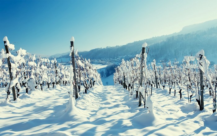 Snow-covered vineyard in the Alps under a clear blue sky