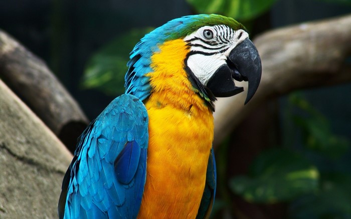 Blue and yellow macaw perched on a branch