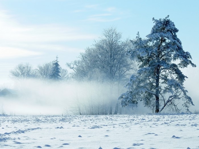 Snowy landscape with trees and fog