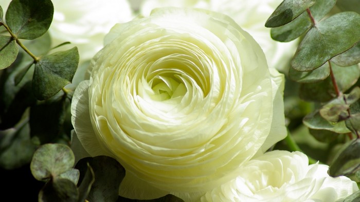 Close-Up of Yellow Ranunculus Flower with Green Leaves