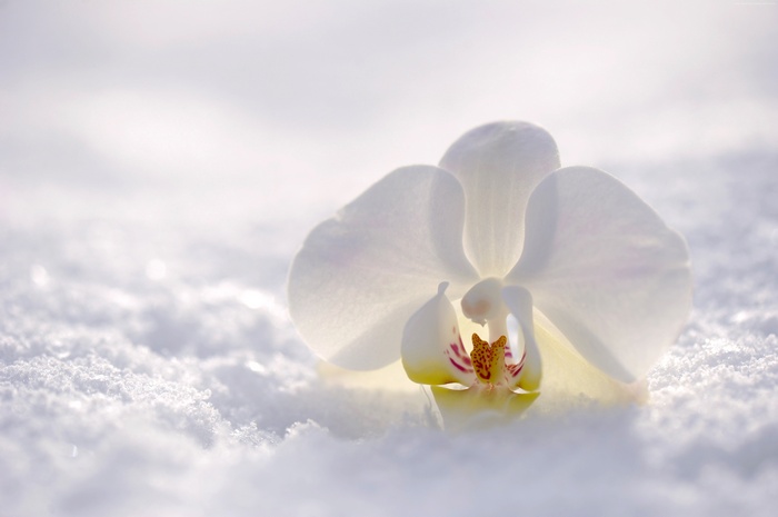 snow, white, 4K, flower, winter, orchid
