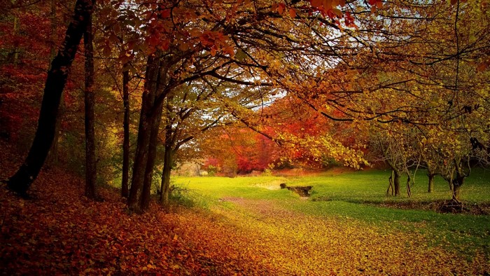 Autumn forest with fallen leaves and sunlight