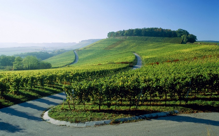 Vineyard landscape with winding roads