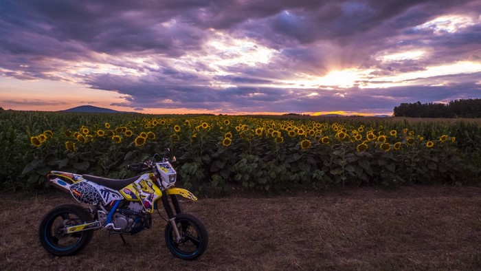 Yellow dirt bike in a sunflower field at sunset