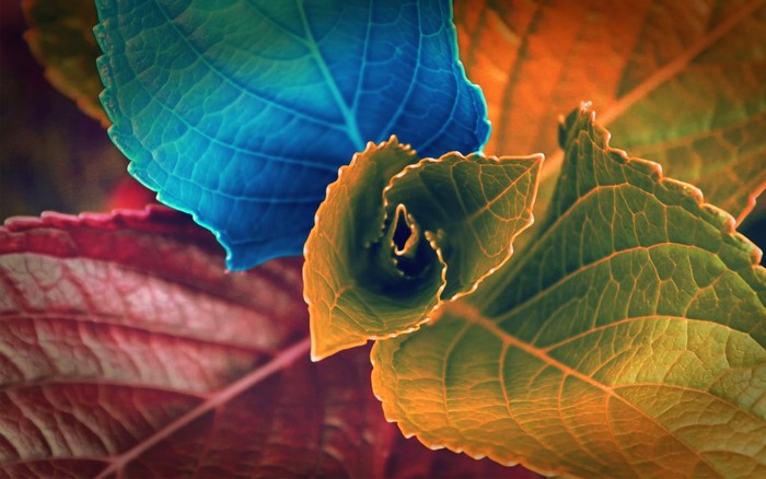 Close-up of colorful autumn leaves