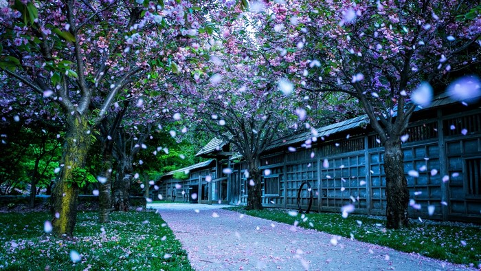 Cherry blossom trees in bloom with petals falling