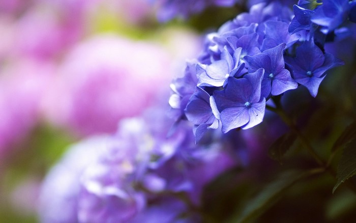 Close up of purple and blue hydrangeas with pink background