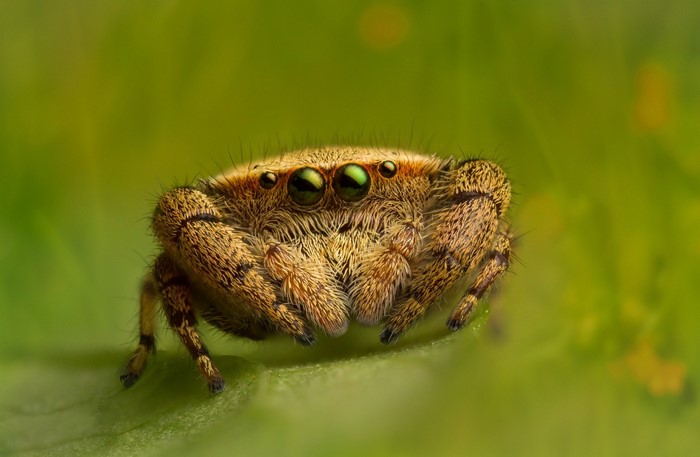 Close-up of a jumping spider on a green leaf