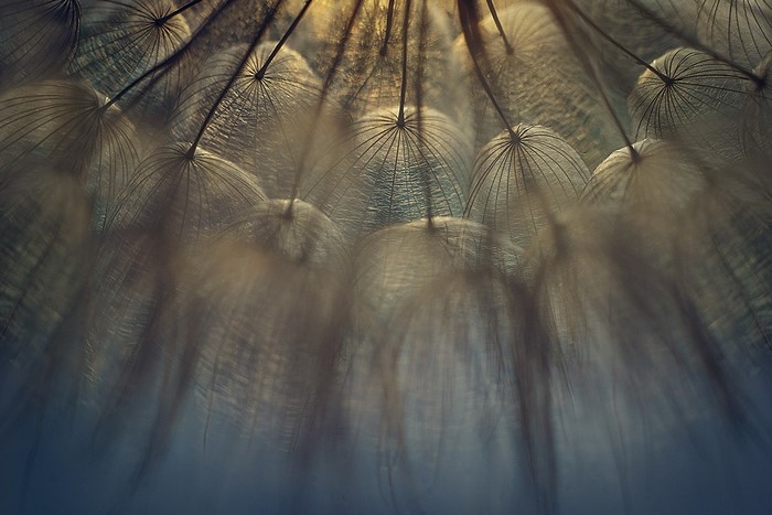 Macro view of dandelion seeds in sunlight