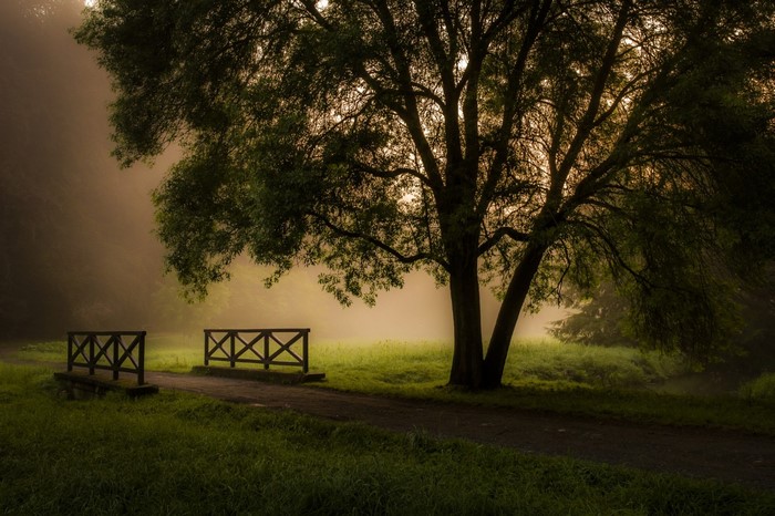 Misty park with a large tree and wooden bridges