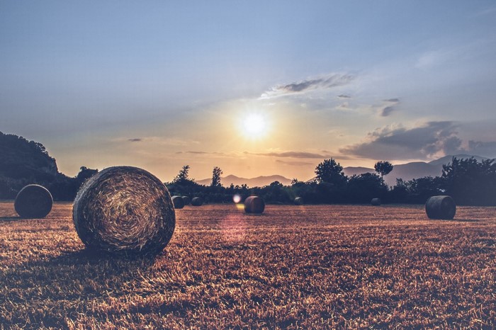 Hay bales in a field at sunset