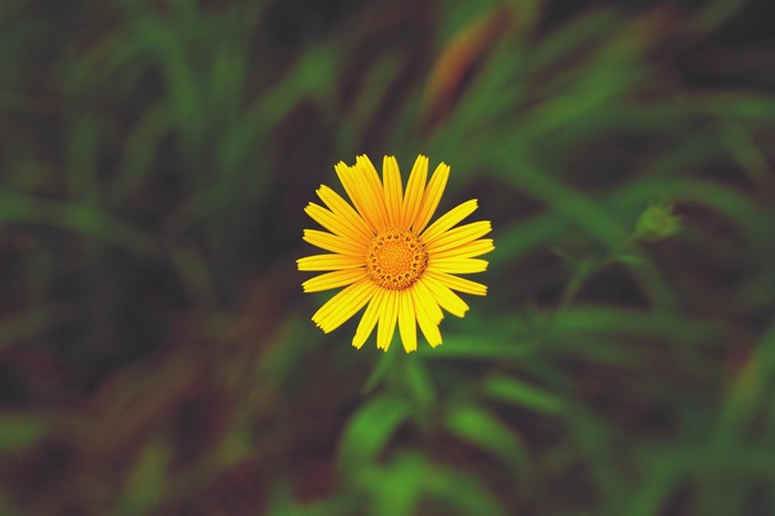 Yellow wildflower in green grass