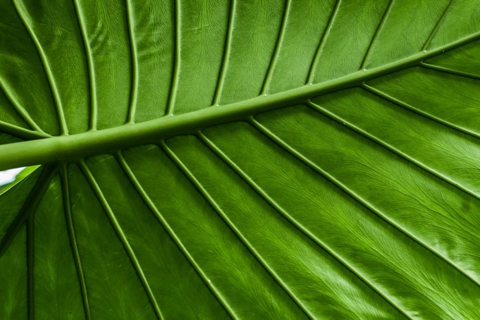 Close-up of a vibrant green leaf with prominent veins