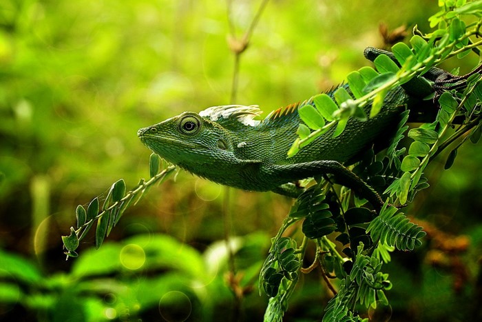 Green lizard with crest on a leafy branch