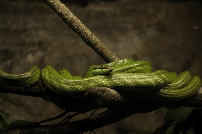 Green snake coiled on a tree branch