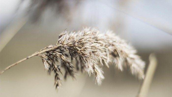 Close-up of a dry reed flower head
