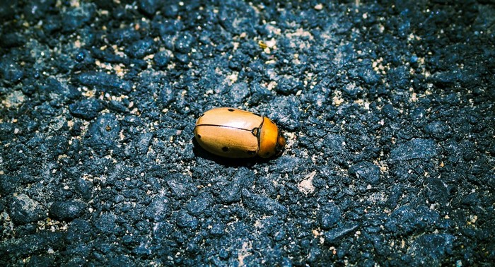 Close-up of a light brown beetle on dark asphalt