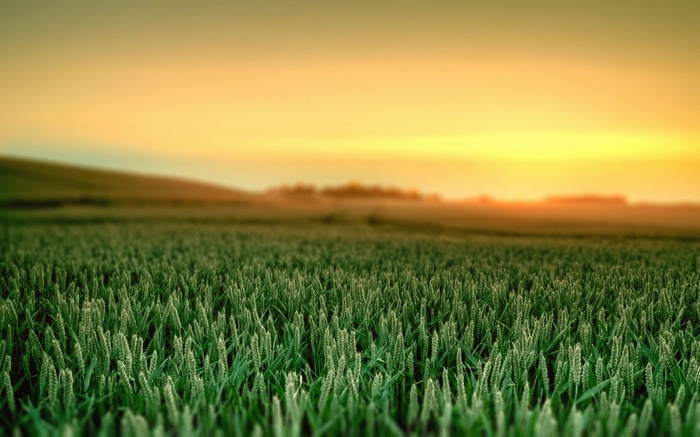 Wheat field at sunset