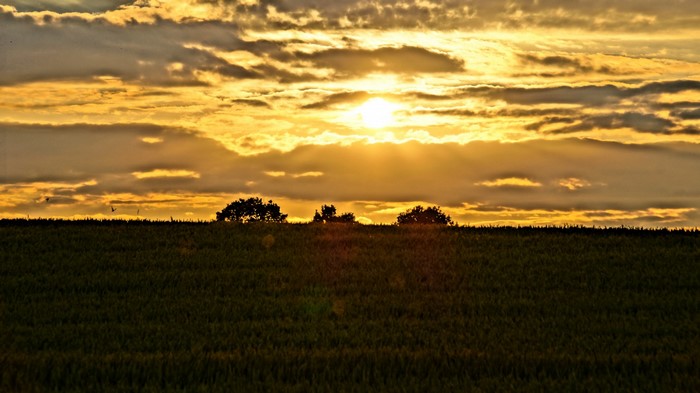 Sunset over a grassy field with trees on the horizon