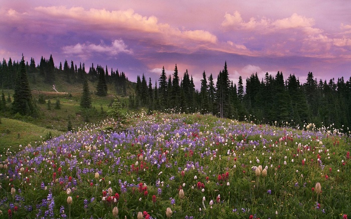 Wildflower meadow with pine forest and purple sky
