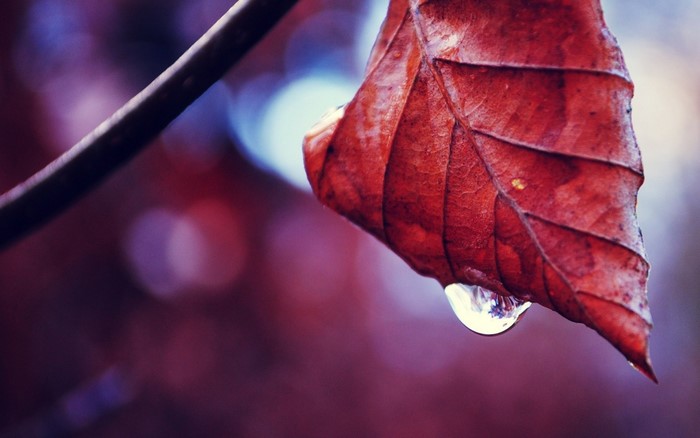 Close-up of a red autumn leaf with a water drop
