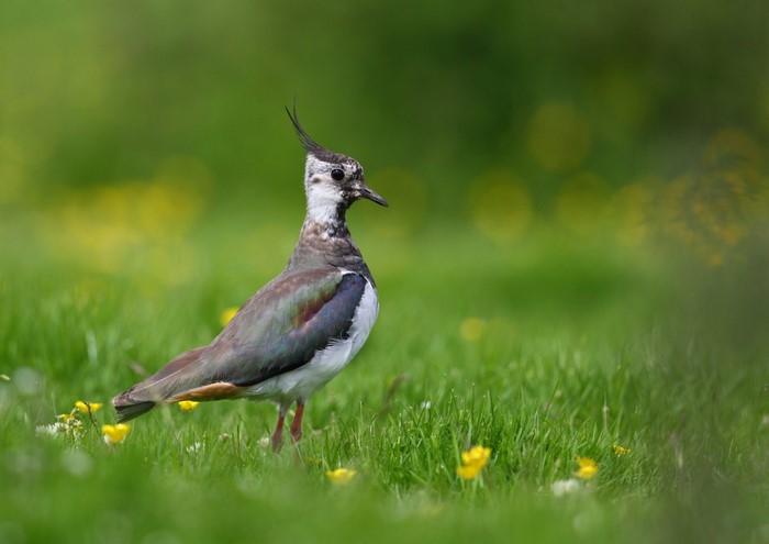 Northern Lapwing bird in a grassy meadow with yellow flowers