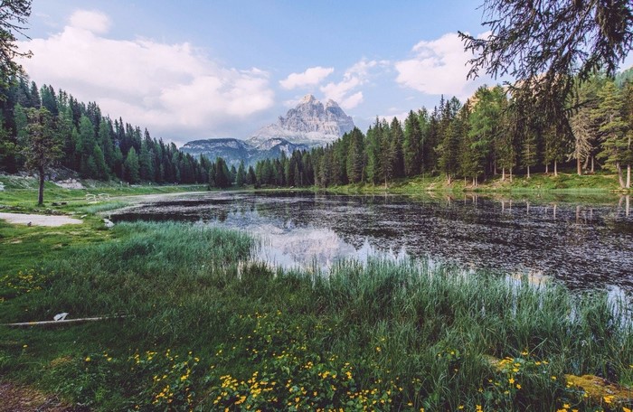 Mountain lake surrounded by pine forest and green meadows