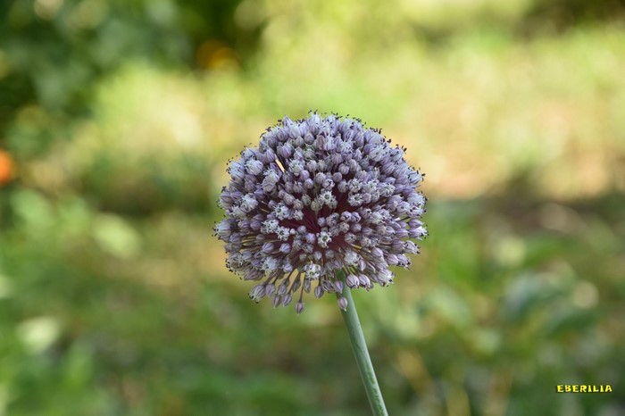 Close-up of a purple Allium flower in a garden