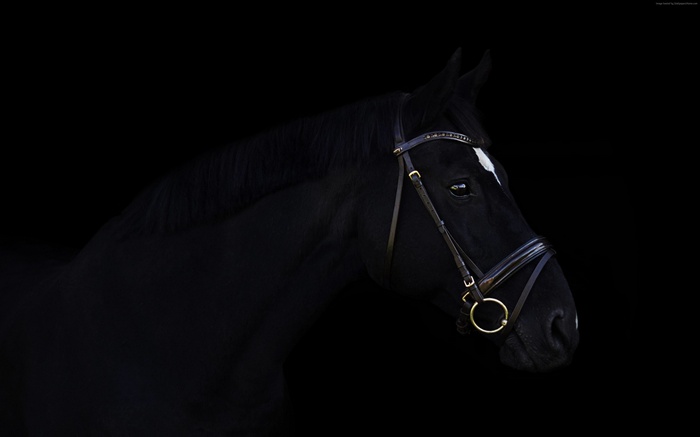 Black horse with bridle