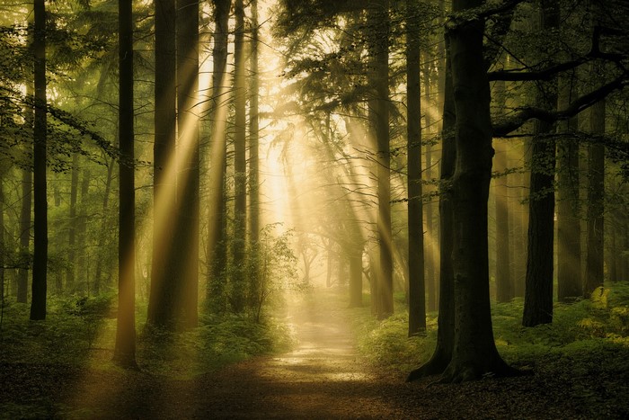 Sunlight filtering through trees in a forest path
