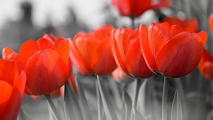 Red tulips with selective coloring