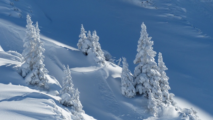 Snow-covered trees in a winter landscape 4K