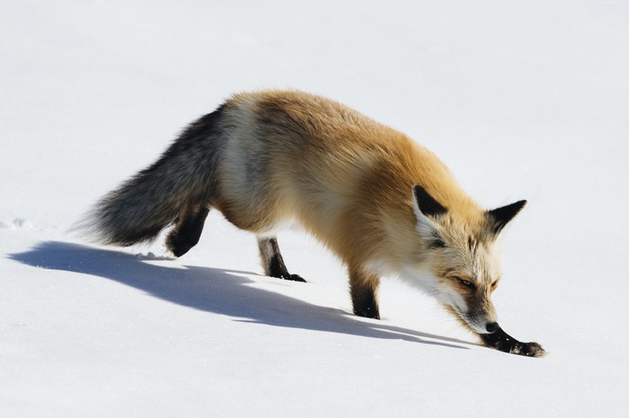 Red fox hunting in the snow